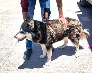 &ldquo;Pachuca atiende reportes de maltrato animal y rescata a cuatro perros