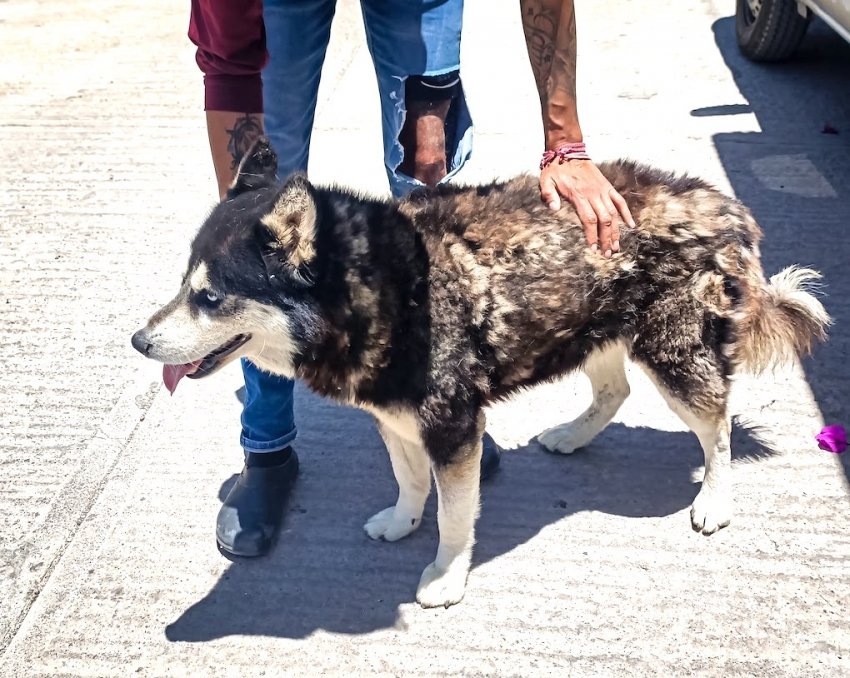 “Pachuca atiende reportes de maltrato animal y rescata a cuatro perros