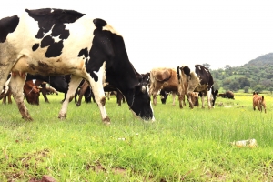 No sacrifiques tu ganado, se puede salvar: llamado urgente a productores pecuarios