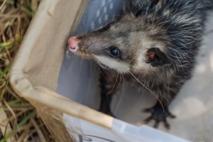Regresan fauna silvestre a su habitat