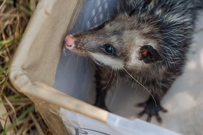 Regresan fauna silvestre a su habitat