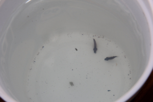 SSH invita a seguir medidas de protecci&oacute;n personal para evitar contagios de dengue