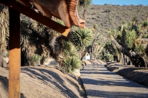 Organizan eventos para celebrar la&nbsp;creaci&oacute;n del Parque Ecol&oacute;gico Cubitos&nbsp;