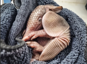 Unidad de Rehabilitaci&oacute;n rescata cr&iacute;a de armadillo