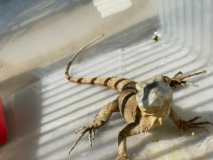 Fundamental la conservación de las diferentes especies de animales: Jorge Reyes