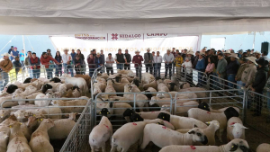 Hidalgo fortalece ovinocultura con entrega de sementales