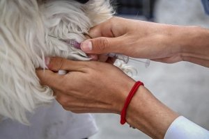 SSH atiende como urgencias los casos de mordeduras de animales susceptibles a padecer rabia