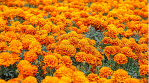 El uso tradicional de la herbolaria