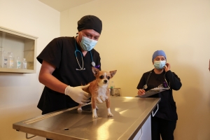 Autoridades estatales y municipales recorren Centro de Atención Integral Veterinario