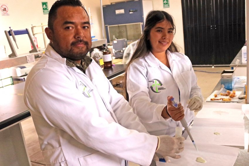ITESHU transforma residuos de maguey en una alternativa al mixiote natural