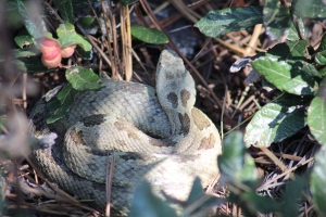 Pachuca libera fauna silvestre en &ldquo;Las Navajas&rdquo;