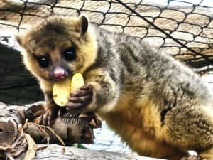 Cuidar la vida silvestre: la historia de Tena y la conservaci&oacute;n en Pachuca