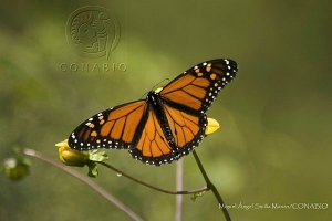 Avistamiento de mariposas en zonas urbanas de hidalgo