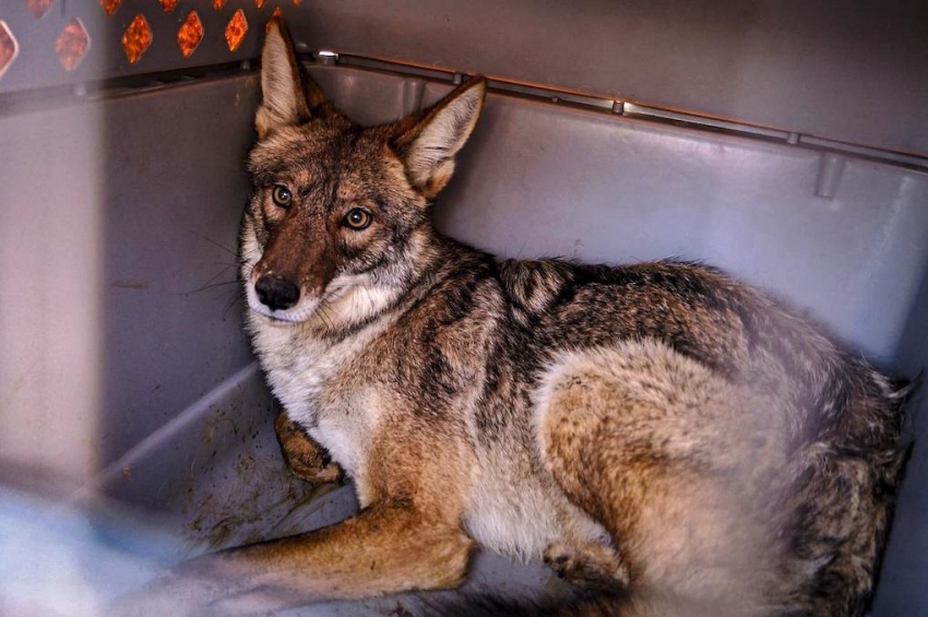 Dieciséis ejemplares regresan a su hábitat tras proceso de atención en la Unidad de Rehabilitación de Fauna de Pachuca