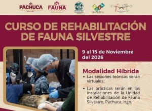 Pachuca abre inscripciones para el Curso de Rehabilitaci&oacute;n de Fauna Silvestre 2026