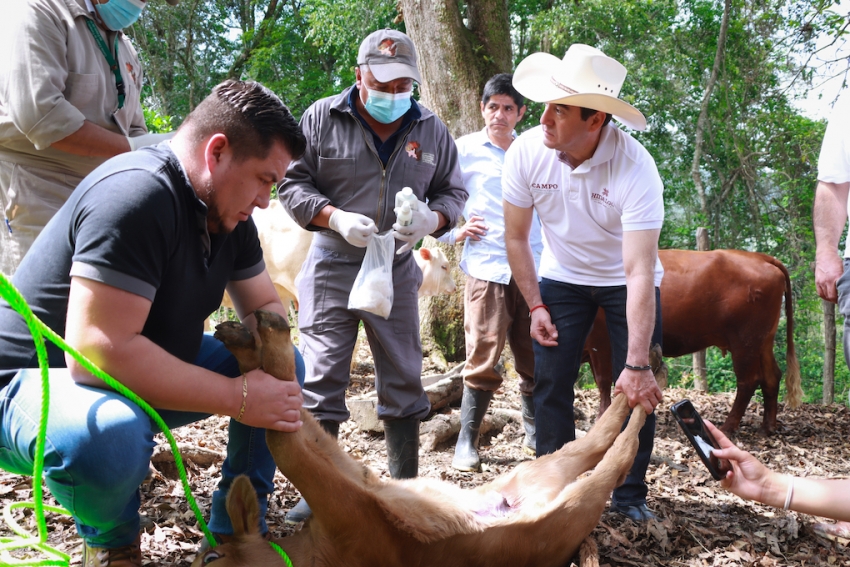Atención oportuna y gratuita, clave para contener al gusano barrenador del ganado