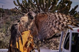 Atienden 605 animales y liberan 294 en Pachuca