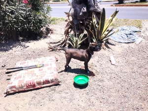 Rescatan perrita amarrada en sem&aacute;foro de Pachuca