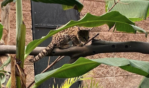 Xalt, el tigrillo proveniente de Jaltoc&aacute;n, ya se encuentra en un biosimulador