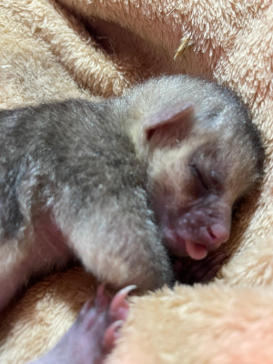 Mamás formarán parte del equipo de la rehabilitación de fauna silvestre.