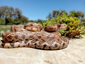 Nuestro d&iacute;a a d&iacute;a con la Biodiversidad
