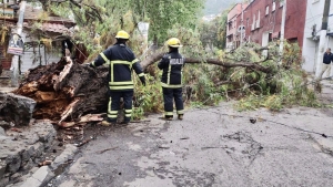 Bomberos de Hidalgo llevan a cabo la remoci&oacute;n del brazo de un &aacute;rbol el cual cay&oacute; en la calle Venustiano Carranza