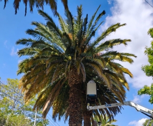 Realizan muestreo y aplicaci&oacute;n de biol&oacute;gicos en Palmeras Canarias de Pachuca