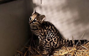 Itzan, esperanza para la conservaci&oacute;n del tigrillo