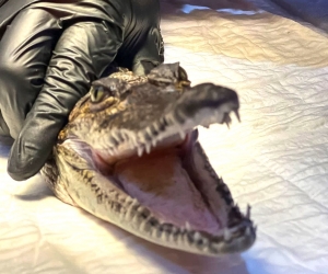 Abren inscripciones para el 2&ordm; Curso de Rehabilitaci&oacute;n de Fauna Silvestre en Pachuca