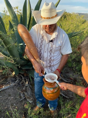 Hidalgo, región pulquera por excelencia