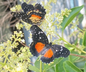 Avistamiento de mariposas debido a temperaturas at&iacute;picas