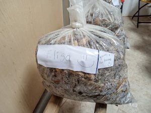 Semarnath promueve cultivo&nbsp;de hongo seta en la Huasteca