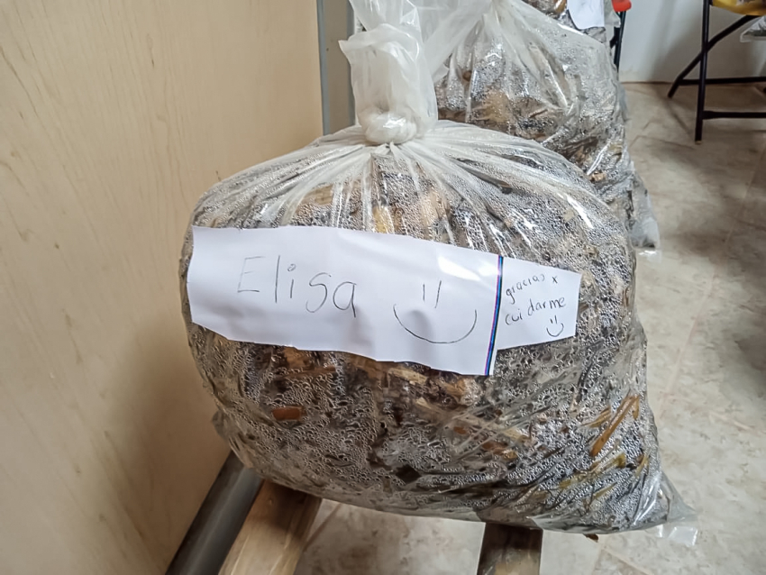 Semarnath promueve cultivo&nbsp;de hongo seta en la Huasteca