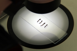 SSH promueve medidas de prevenci&oacute;n para evitar las zoonosis