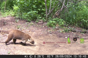 Hidalgo lidera la Conservaci&oacute;n de la Biodiversidad en el D&iacute;a Mundial de la Vida Silvestre