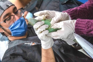 Pachuca fortalece la capacitaci&oacute;n especializada con el Segundo Curso de Rehabilitaci&oacute;n de Fauna Silvestre