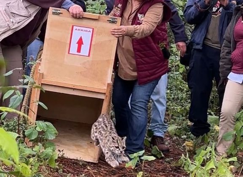 Pachuca lidera liberación de tigrillo y zorras grises en Parque Nacional Los Mármoles