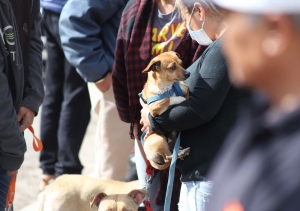 Da inicio la jornada de vacunación antirrábica canina y felina