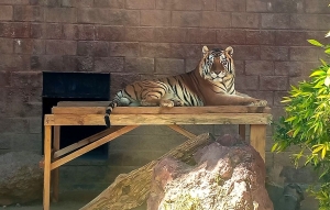 La Unidad de Fauna Silvestre de Pachuca &nbsp;se consolida como uno de los centros de formaci&oacute;n ambiental m&aacute;s buscados