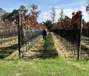 Vi&ntilde;edo El Refugio: Reconocido como Destino Promesa&nbsp;en los GITH 2024