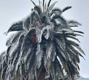 Permanecen condiciones g&eacute;lidas en todo el estado