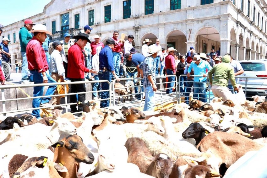 Saderh fortalece la ganadería ovina en Actopan