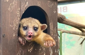 Pachuca contribuye a la conservaci&oacute;n de la fauna silvestre con la rehabilitaci&oacute;n y liberaci&oacute;n de una martucha