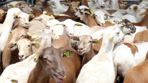 Hidalgo se posiciona en los primeros lugares del pa&iacute;s en producci&oacute;n de lana y carne de ovinos