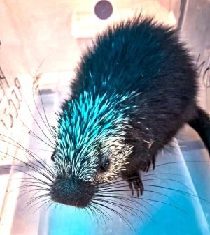 Reintegran a su h&aacute;bitat a puercoesp&iacute;n atendido por la Unidad de Fauna de Pachuca