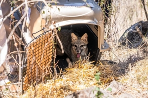 Unidad de Rehabilitaci&oacute;n de Pachuca realiza segunda liberaci&oacute;n de fauna silvestre en Metztitl&aacute;n durante 2026