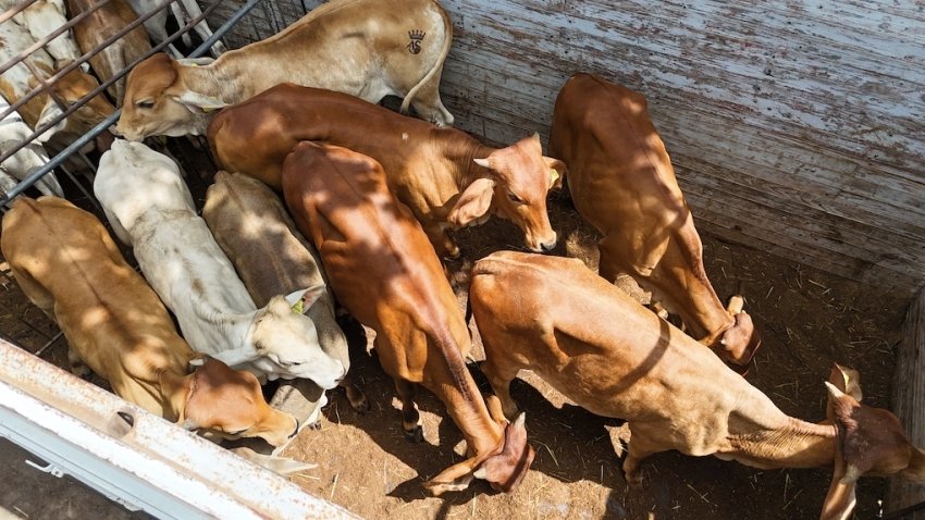 Hidalgo lidera producci&oacute;n ovina y acu&iacute;cola nacional