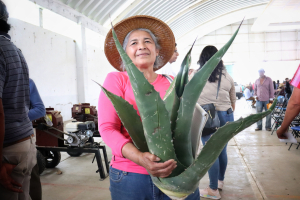 Hidalgo, l&iacute;der nacional en producci&oacute;n de maguey pulquero