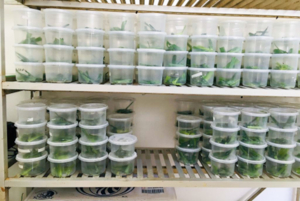 Estudiantes del ITESHU proponen control biol&oacute;gico de plagas agr&iacute;colas&nbsp;