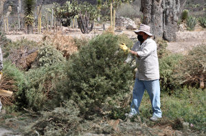 Recolectan 238 &aacute;rboles navide&ntilde;os en Parque Ecol&oacute;gico Cubitos para su compostaje